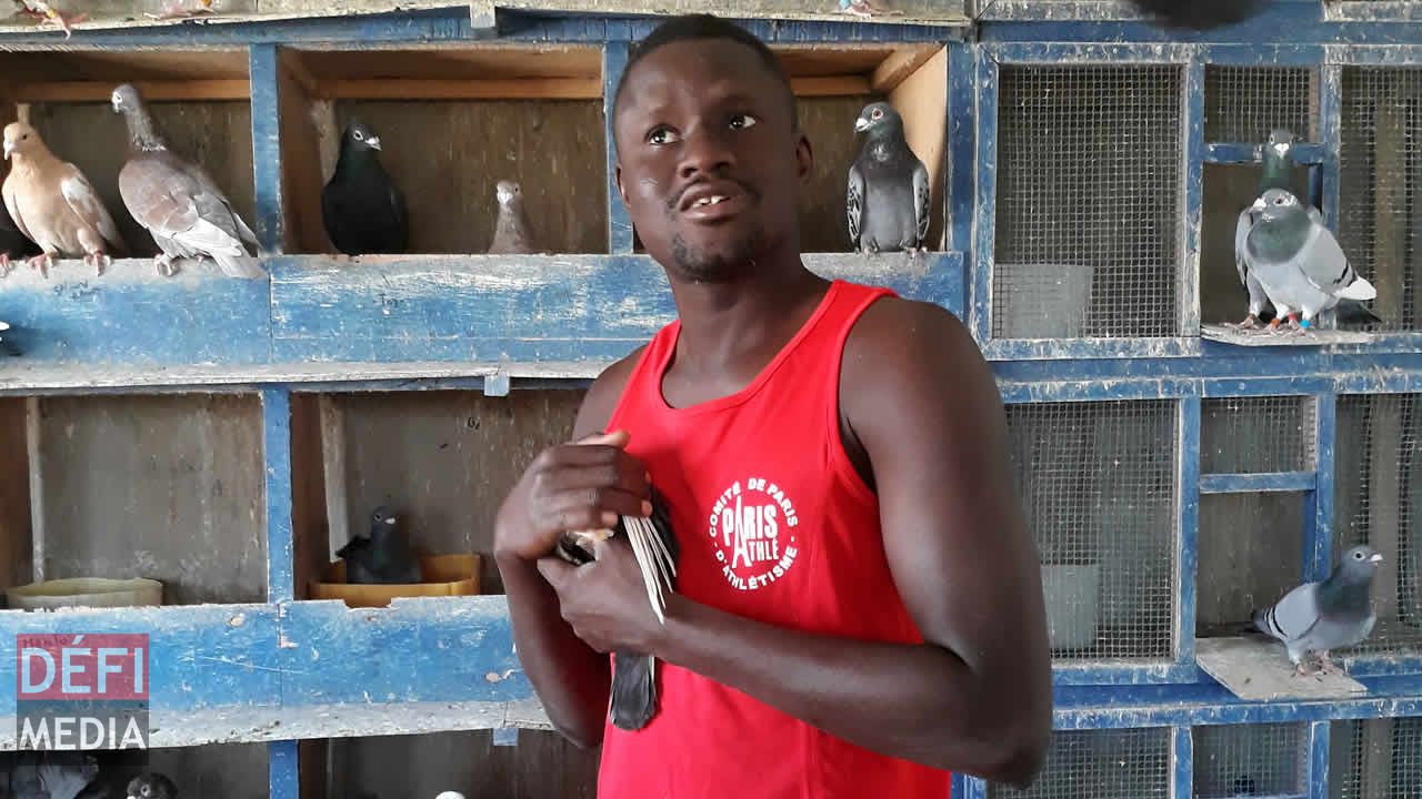 Momar l'éleveur de pigeon. La Terenga