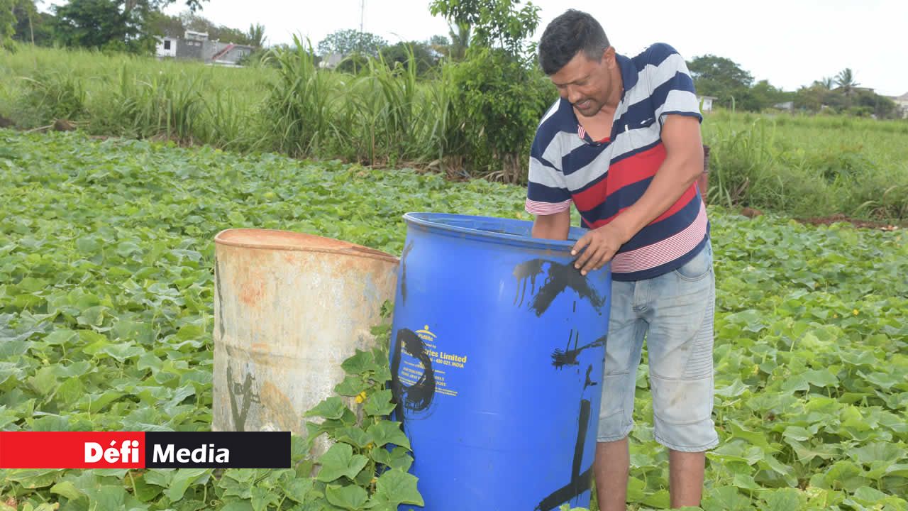 Les fertilisants sont mélangés dans l’eau. Hiran Ramjan