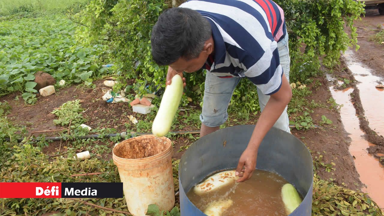 Des concombres qui sont lavés avant d’être mis sur le marché. Hiran Ramjan