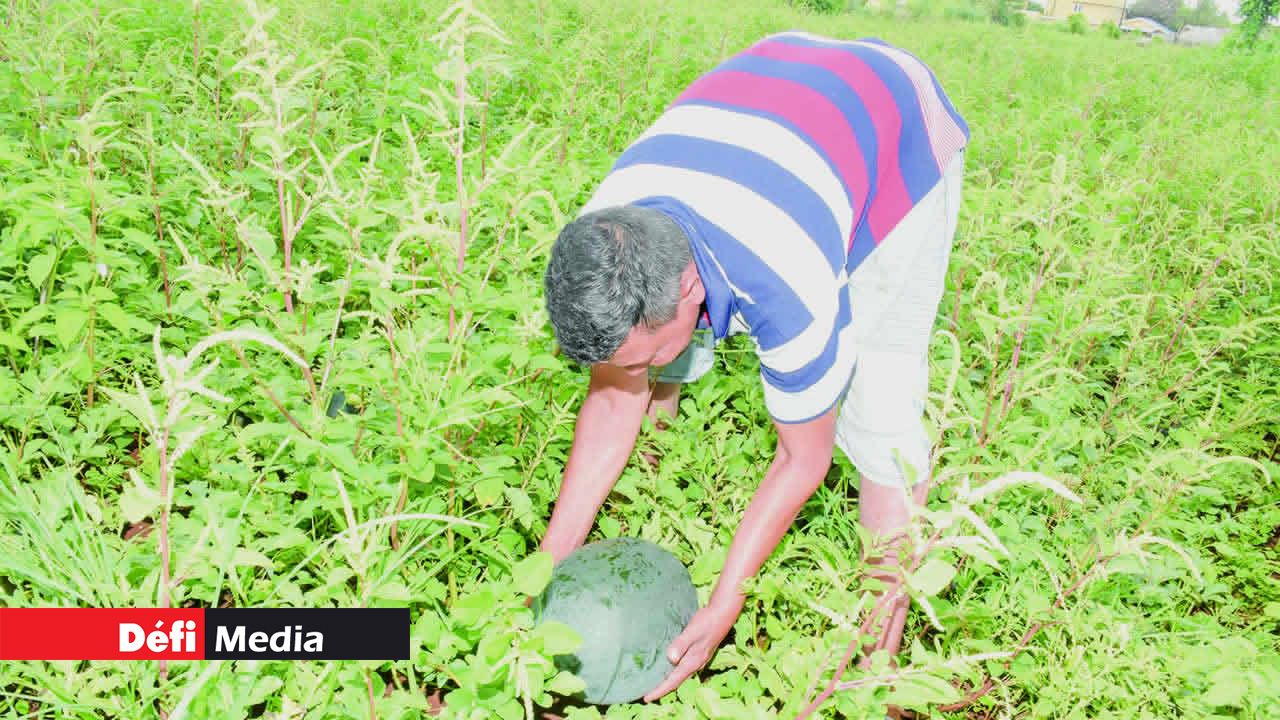 Il montre fièrement son melon d’eau. Hiran Ramjan