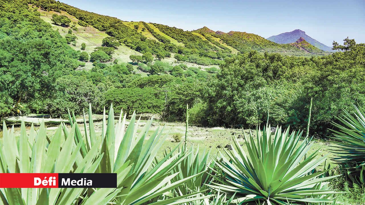 Panorama sur le bas de Tamarin, éclatant de verdure.