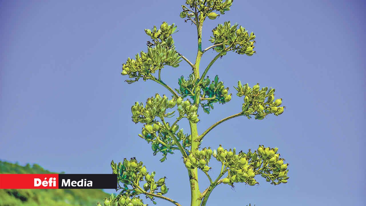 Les fleurs de l’aloe sauvage s’épanouissent sur les flancs de la montagne.