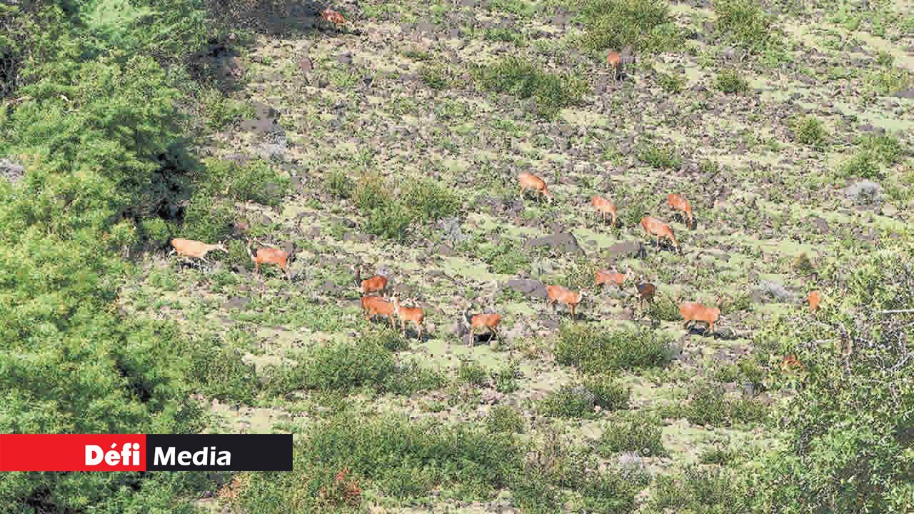 Depuis la Montagne Rempart, on peut apercevoir un troupeau de cerfs.