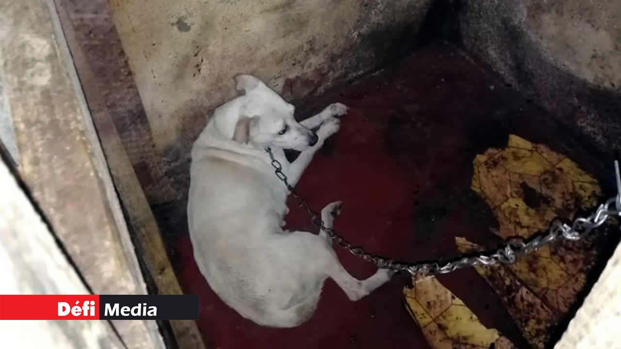 Les chiens étaient enchaînés. chiens