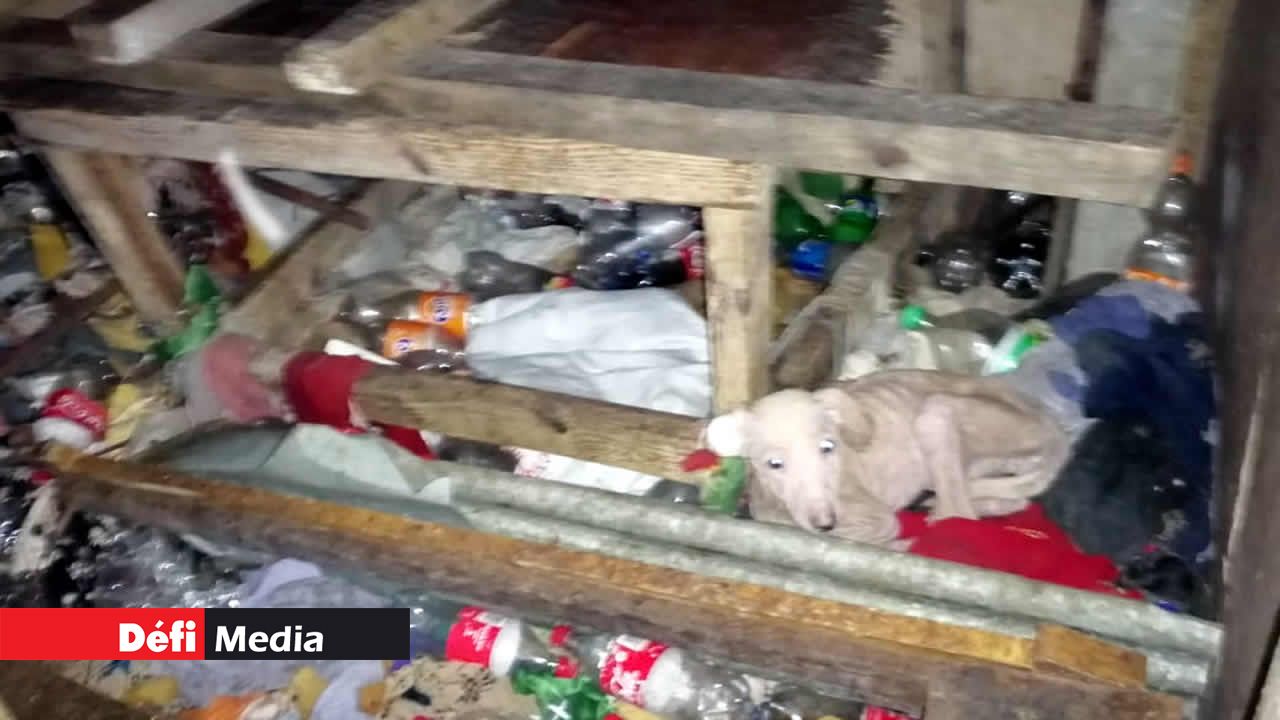 Des chiens vivaient à l’intérieur d’une cabane dans des conditions lamentables. chiens