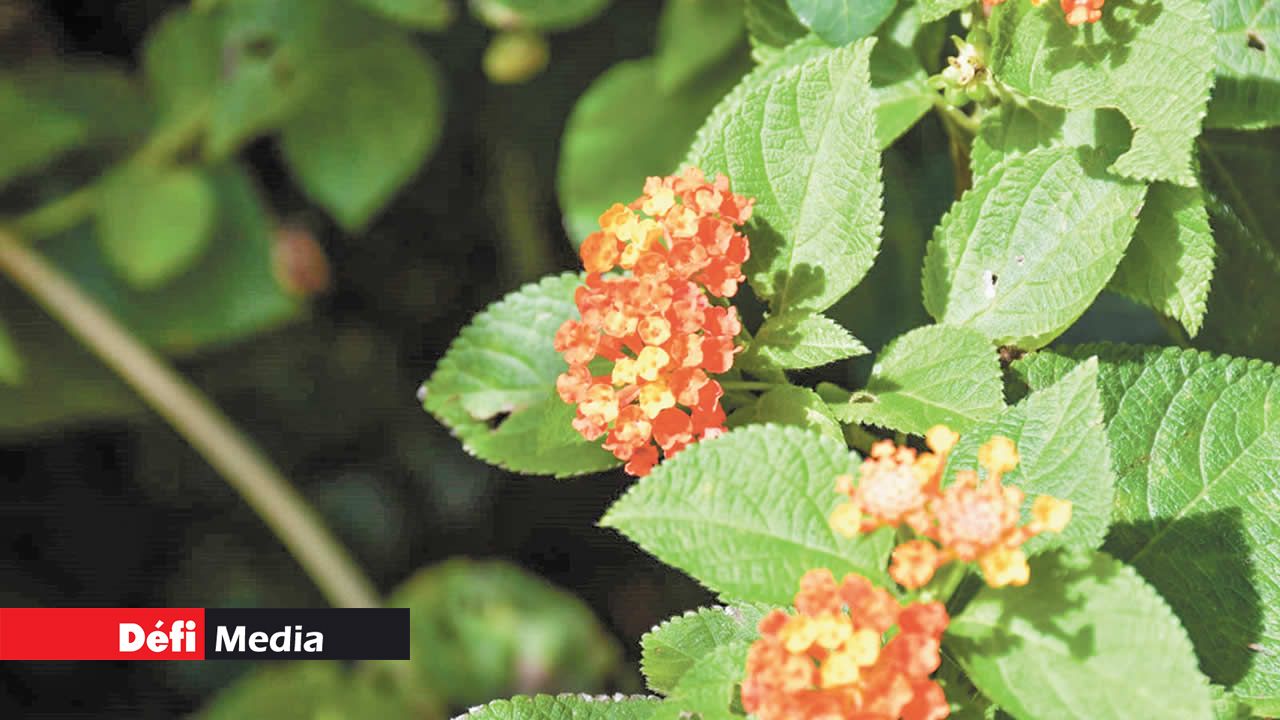 Le lantana, aussi connu comme « vieille fille ».