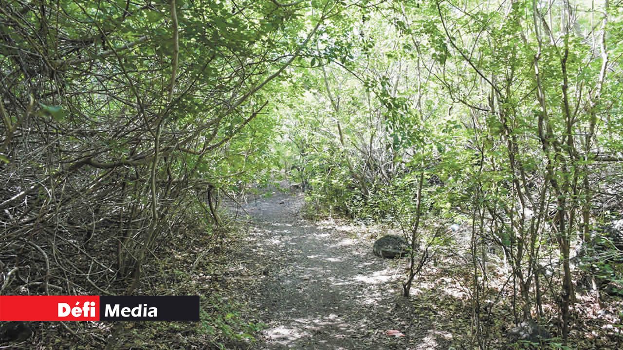 Le sentier qui mène vers le site de la Smart City en projet.