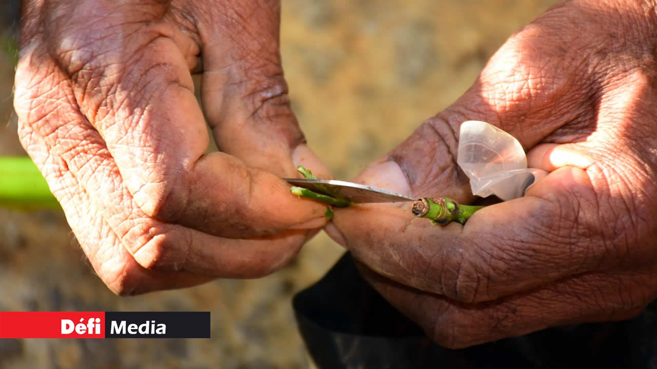 Les greffes peuvent s’effectuer sur ce qu’il appelle une greffe en fente ou en écusson. Il y a le bouturage de tige, le bouturage en crossette et le bouturage de feuilles . À moindre coût, il arrive à créer des dizaines de végétaux. Une belle satisfaction qu’il tient à partager est la technique de multiplication. Des mains magiques pour le bouturage