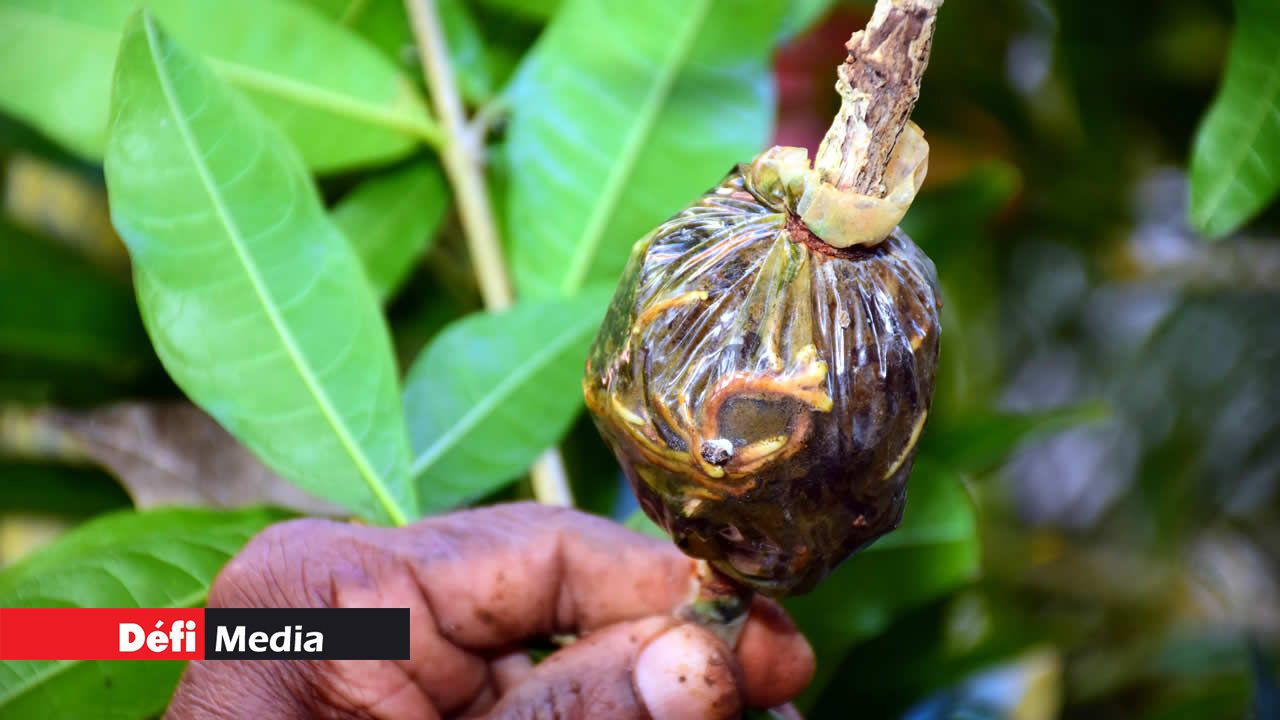 Des mains magiques pour le bouturage