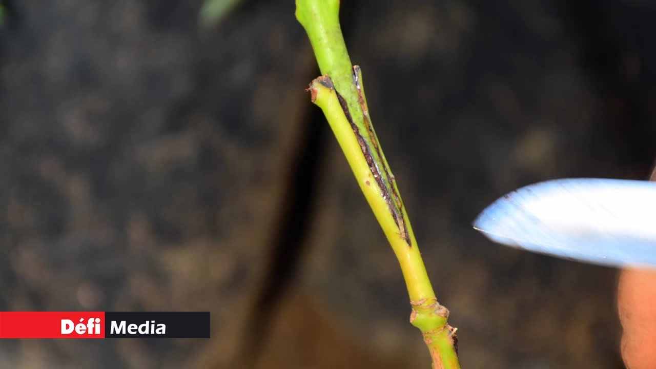 La méthode de multiplication pouvant effectuer la reproduction d’une plante tout en conservant ses caractéristiques est le métier qu’a choisi Sardanand Rittoo. Il s’est lancé dans le greffage et le bouturage des plantes depuis bientôt 30 ans. Des mains magiques pour le bouturage