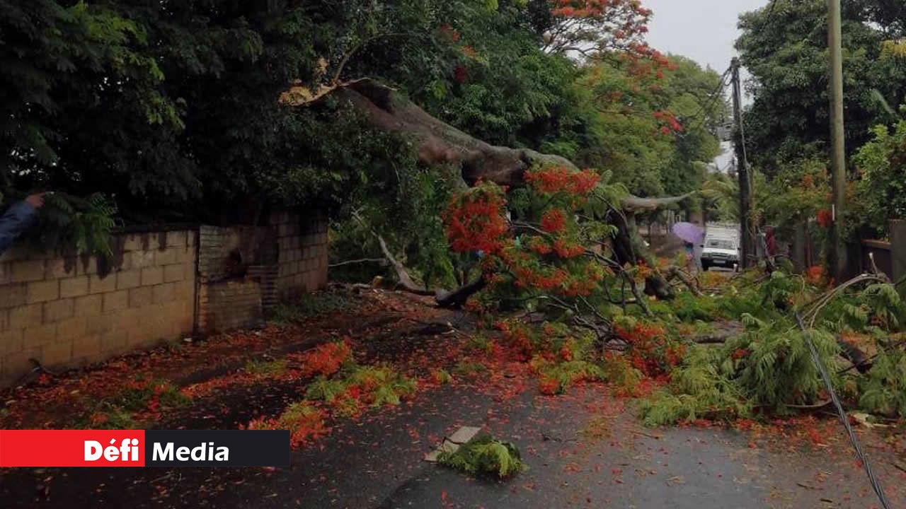 Les belles fleurs de ce flamboyant ne connaîtront pas la St-Sylvestre. Calvinia