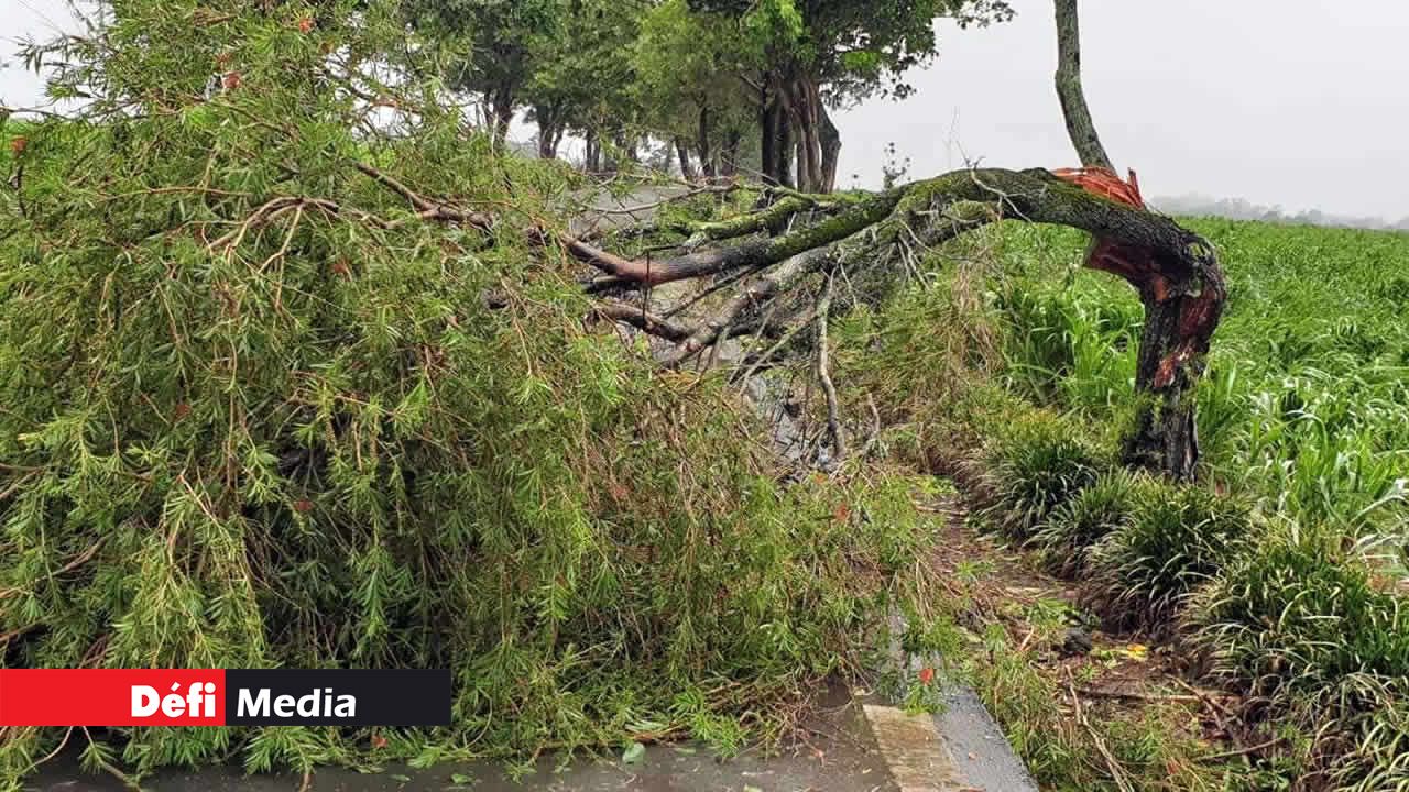 Les rafales à GRSE ont eu raison de quelques arbres. Calvinia