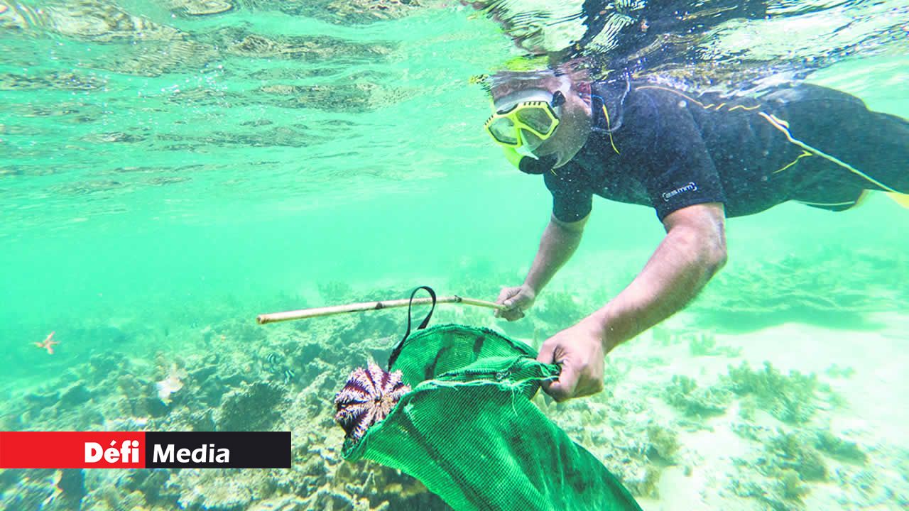 La pêche aux oursins dans le lagon du Morne.
