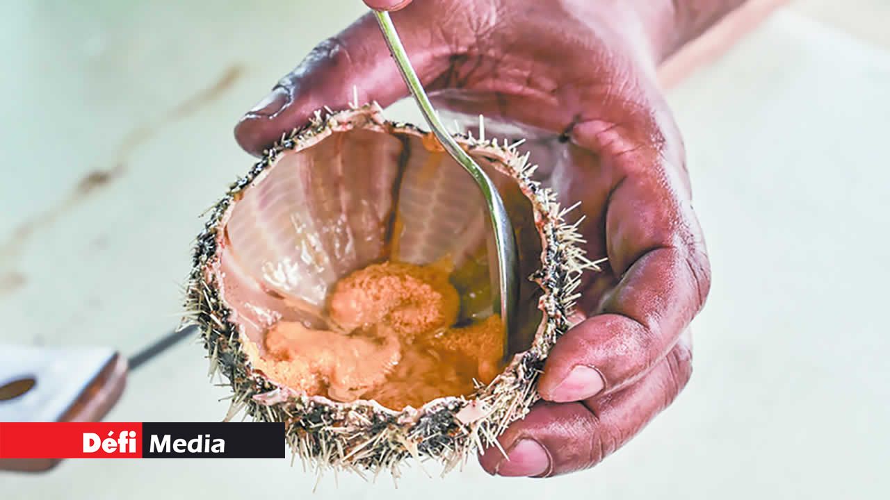 À l’intérieur, les langues jaune orangé sont aussi appelées « corail ».