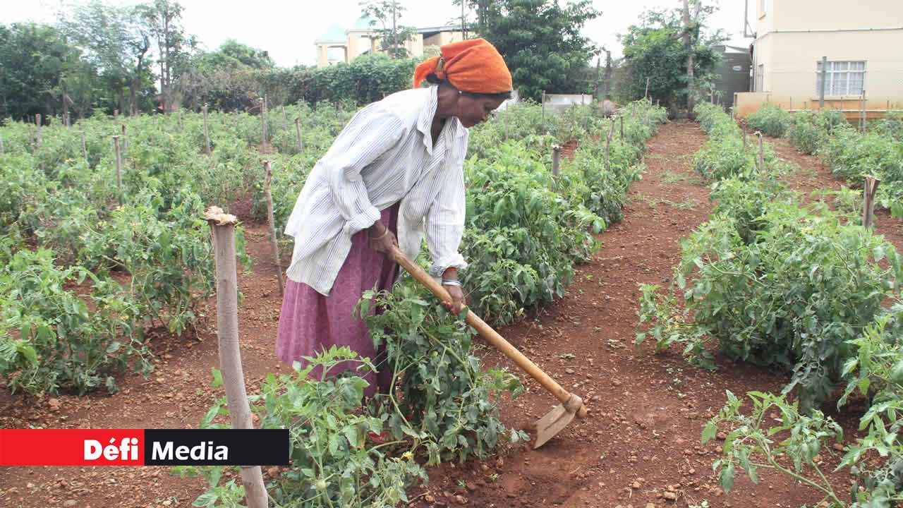 Production agricole  hausse de 16 601 tonnes en 3 ans  Defimedia