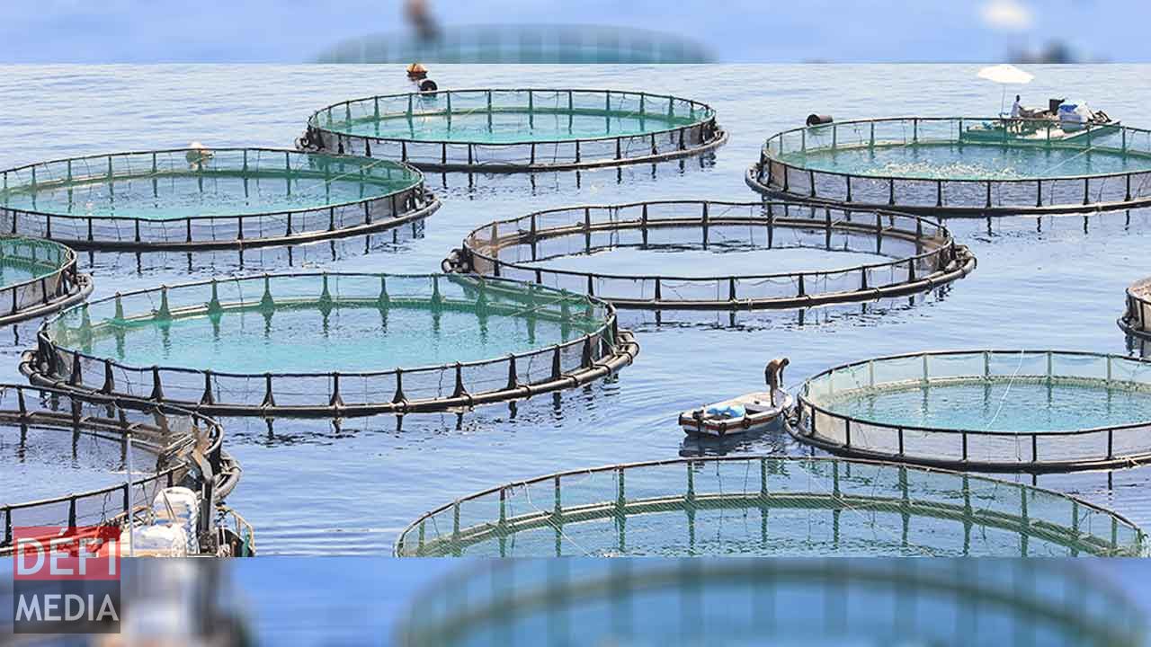 Aquaculture: Floating cages distributed to fishermen | Defimedia