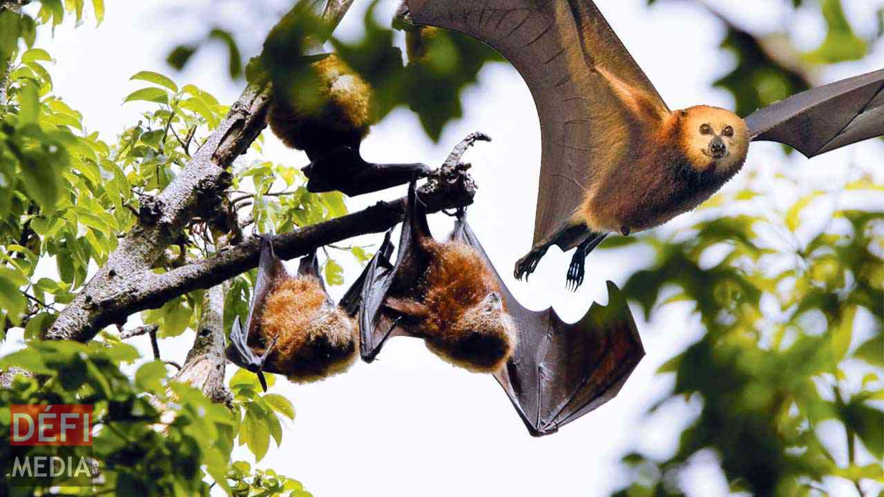 Is there still a need for bat culling? A Public Perception