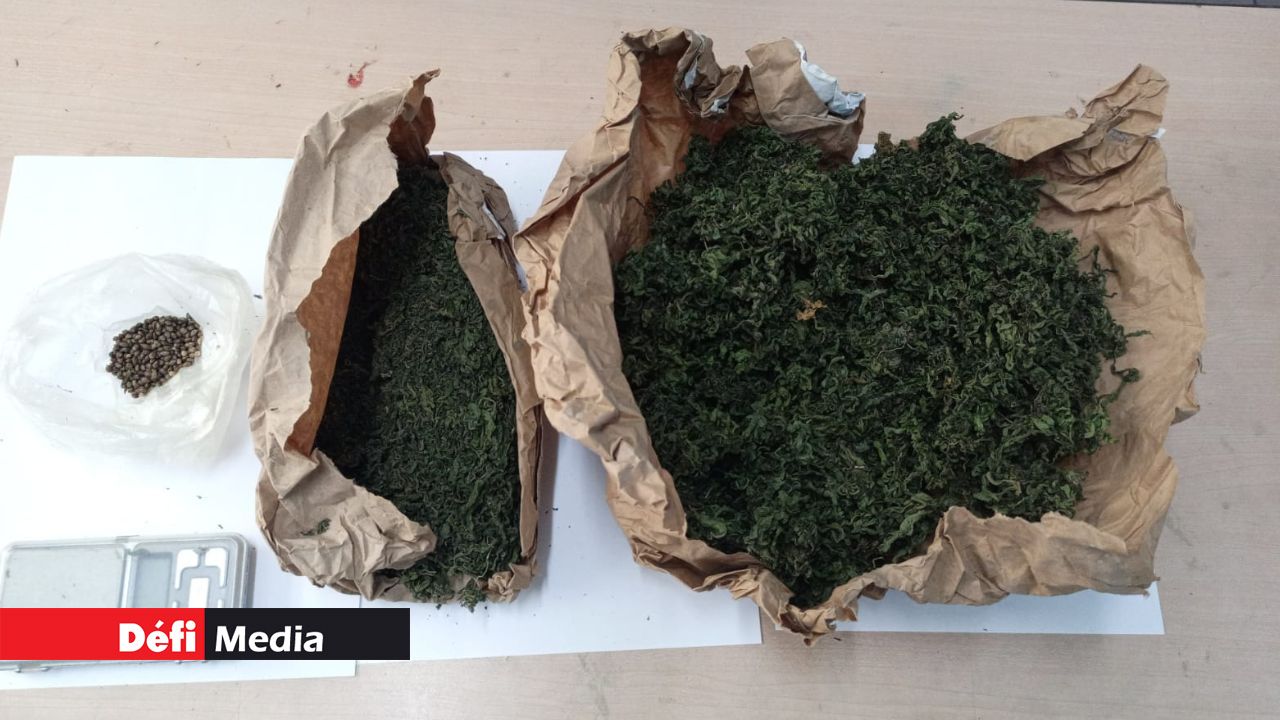 Quatre-Cocos : du cannabis et un millier de graines de cette drogue saisis chez un fermier