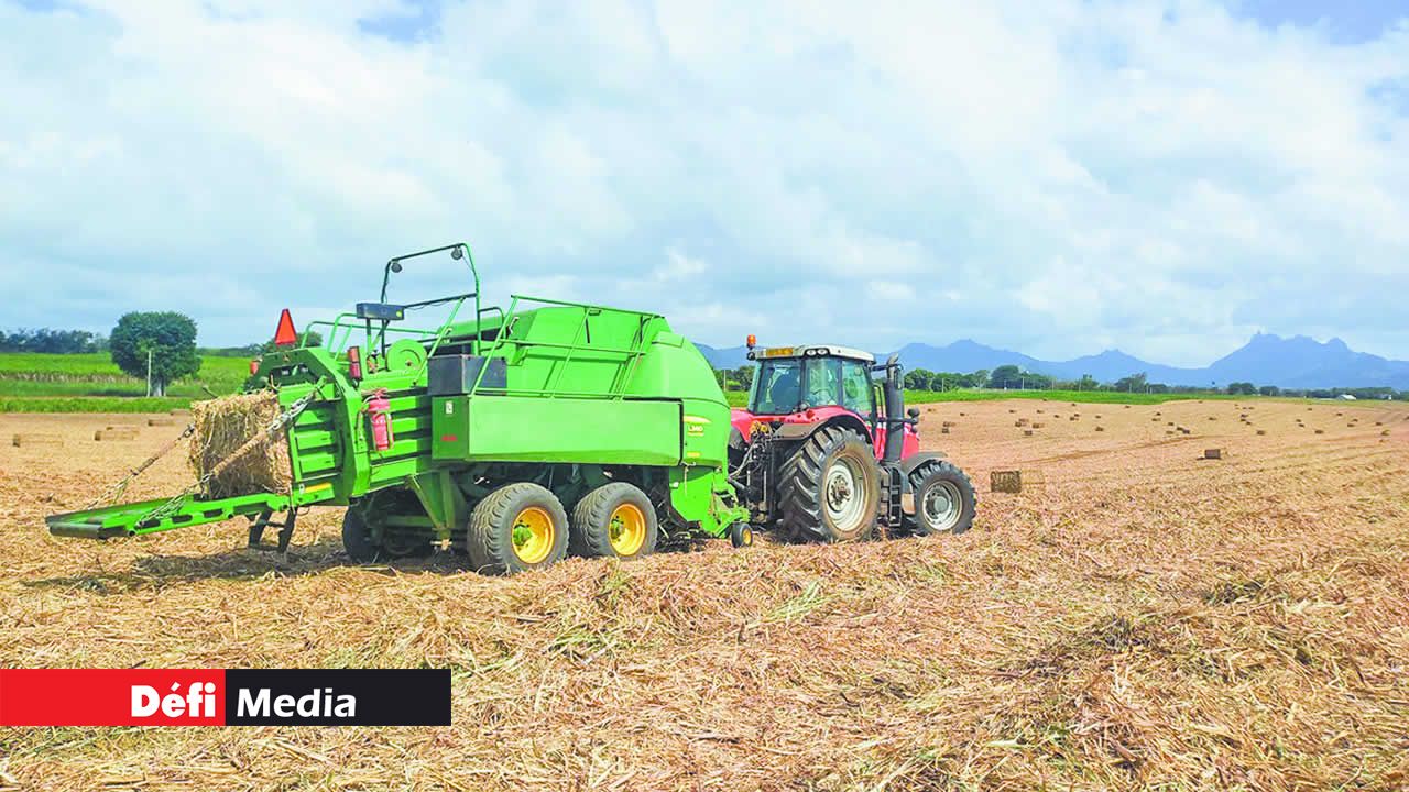 Le Baler transforme la paille de canne en ballots rectangulaires.