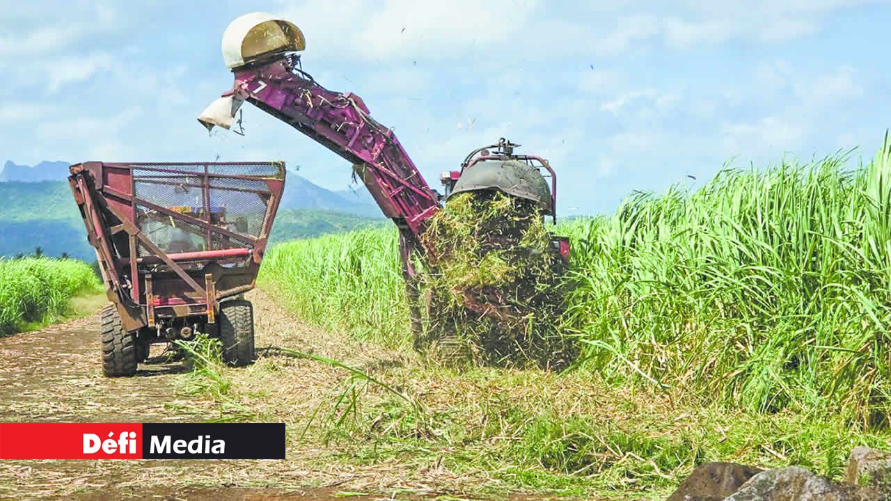 La paille est soufflée dans les champs par la récolteuse.