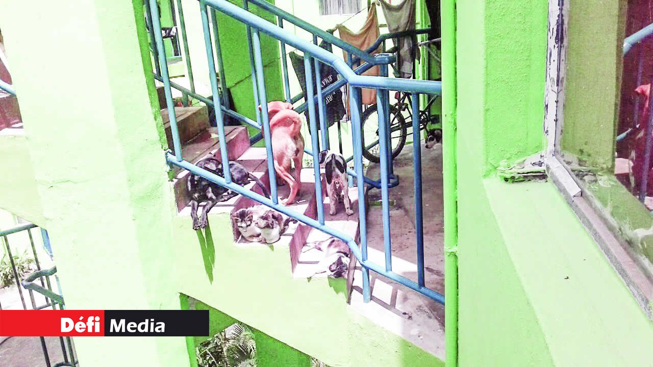 chiens dans les escaliers du complexe NHDC