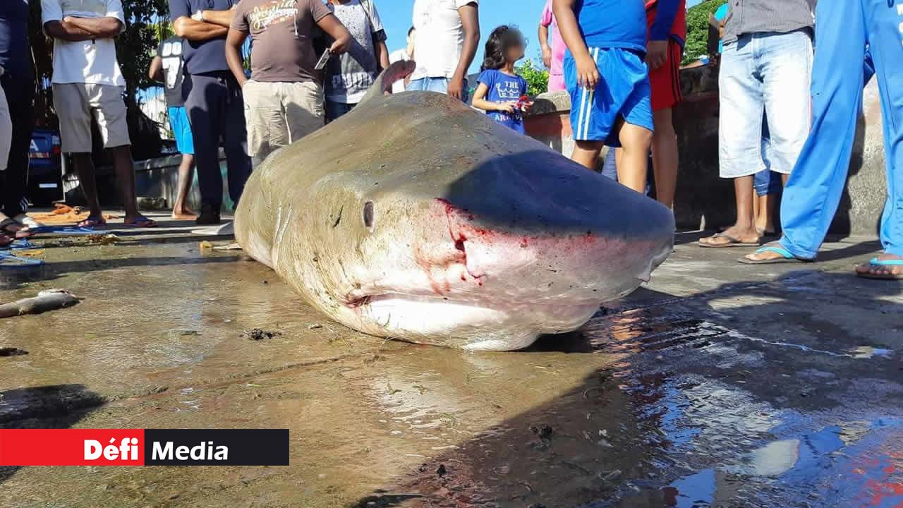 requin bouledogue 