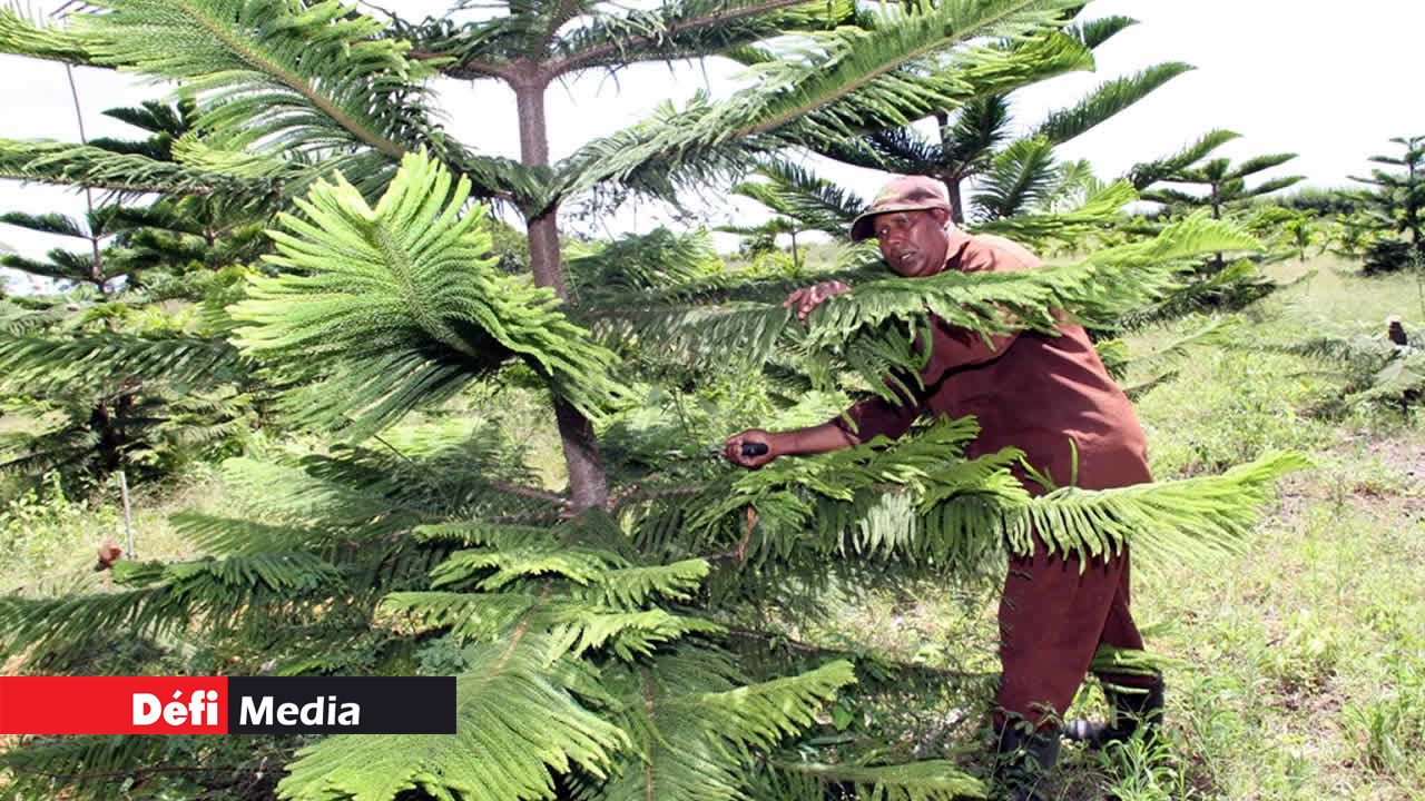 araucarias