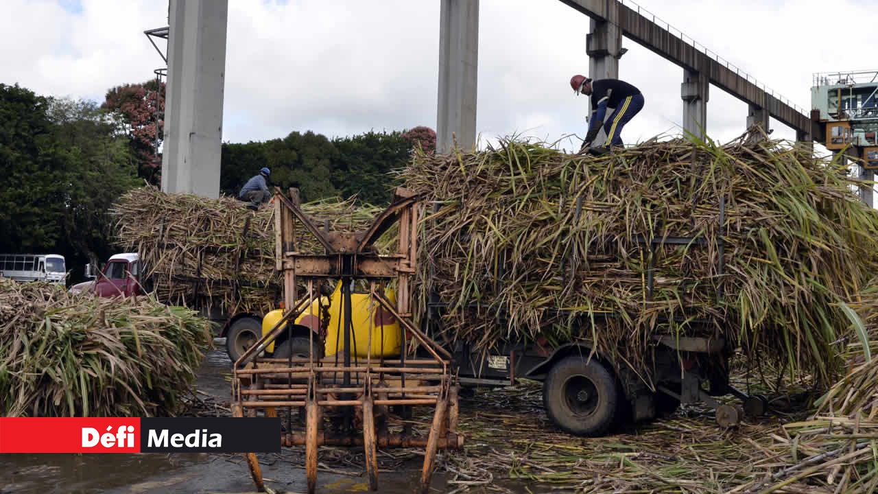 Agriculture