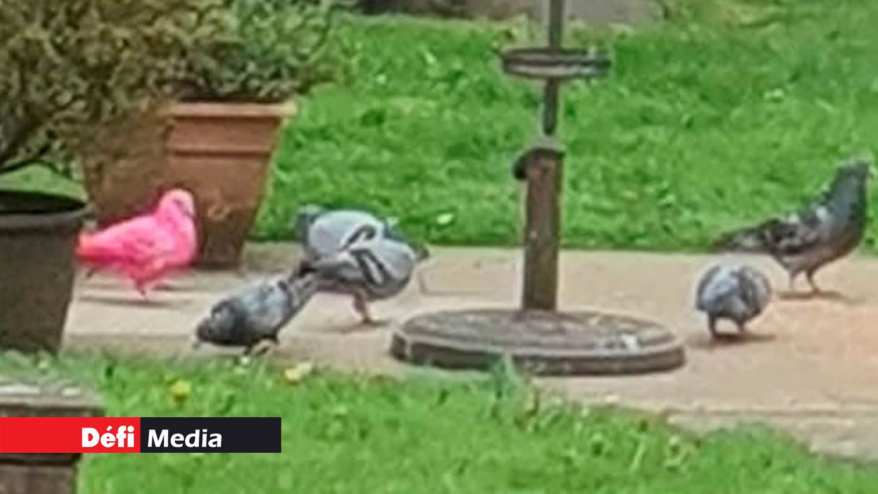 Un pigeon originaire de Maurice repéré au Lancashire