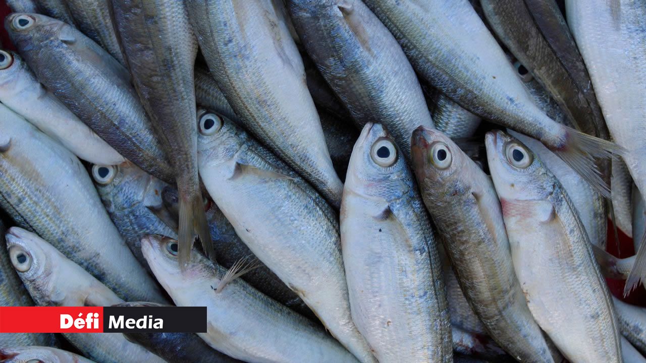 Dans l’Est : 16 kilos de poissons saisis ; deux poissonniers verbalisés