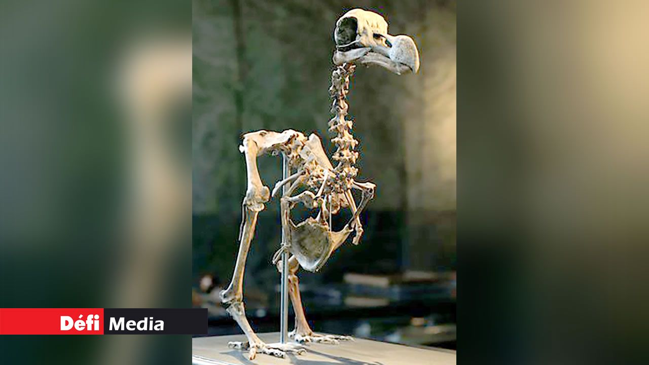 Squelette du dodo en 2016 