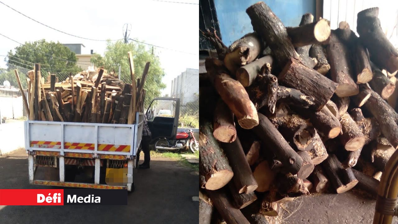 Trafic de bois de santal: plusieurs tonnes de ce bois protégé saisies à  Pailles