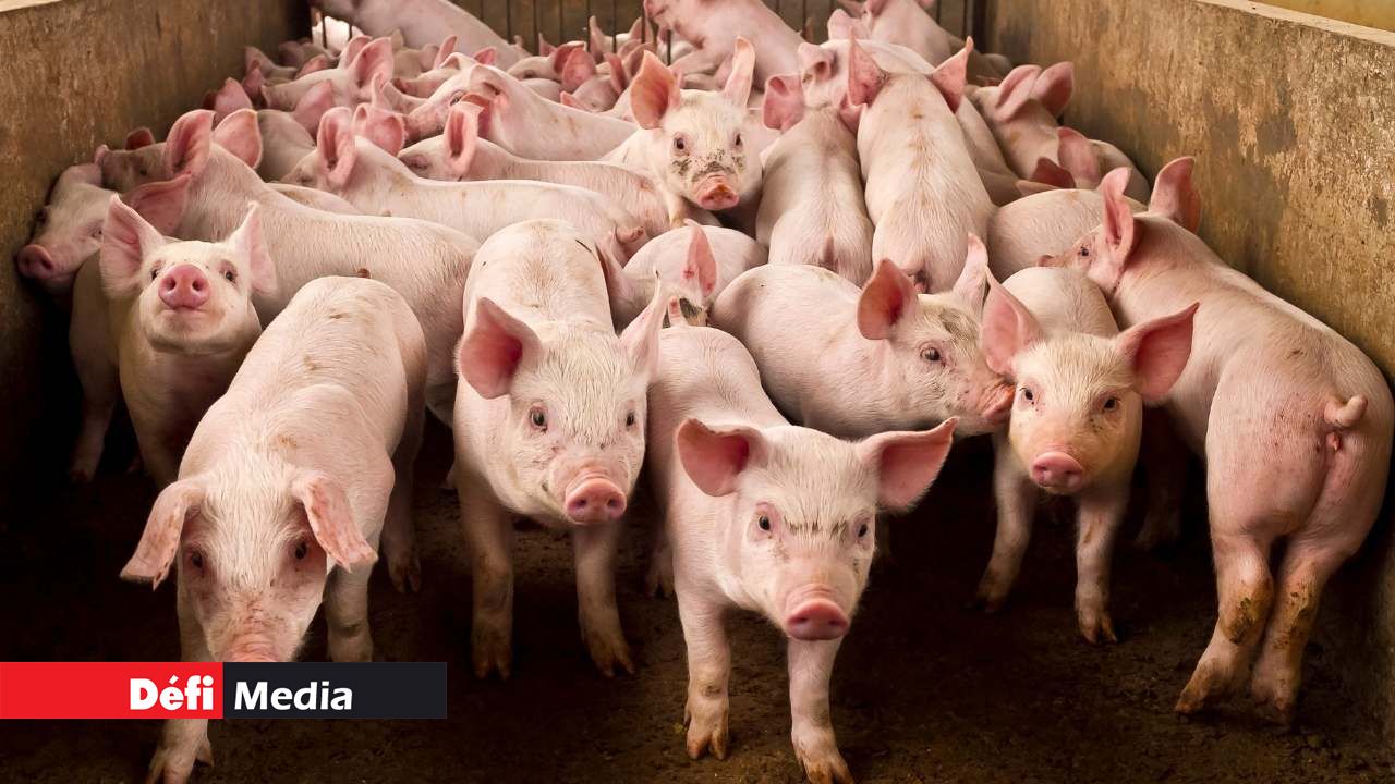 Deux cas de peste porcine à Rome: un millier de porcs seront abattus