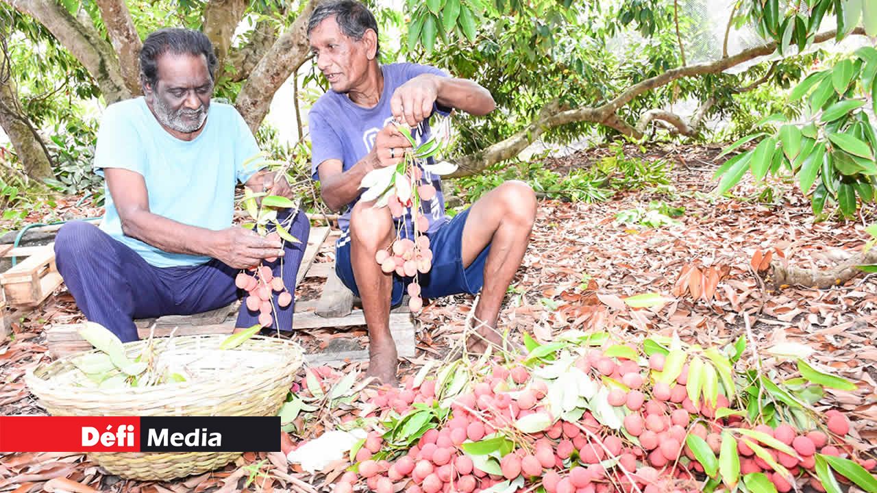 Les branches sont retirées des fruits avant la mise en vente.