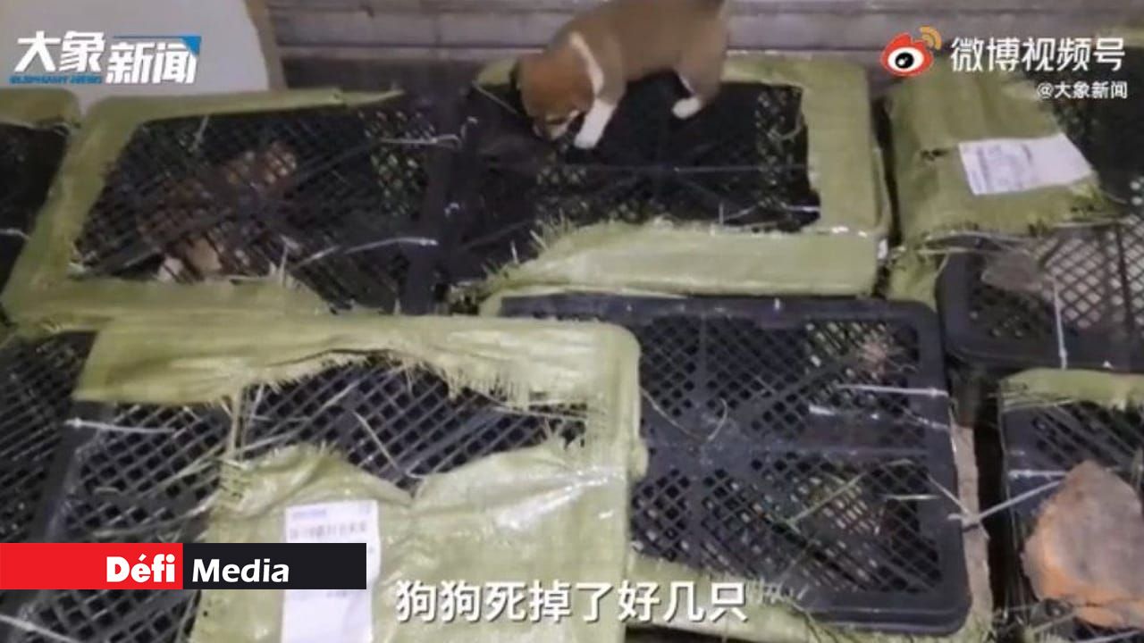 Chine. 160 colis contenant des chiens et chats vivants découverts