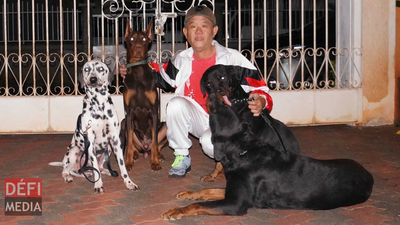 Patrick Wong et ses quatre chiens