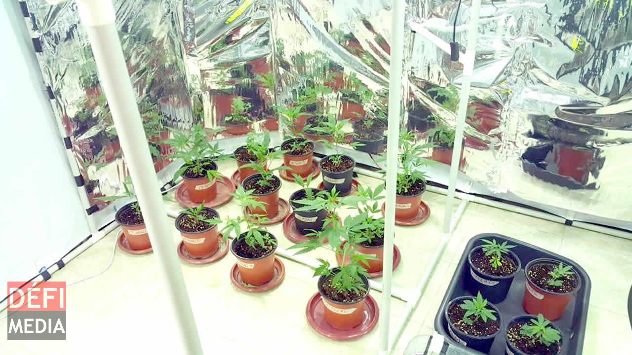 Le suspect a installé une impressionnante structure pour la culture de gandia.