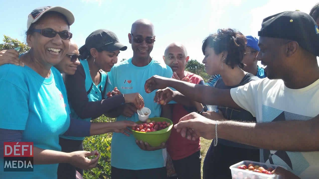 La cueillette de goyaves de Chine est une activité annuelle pour le Centre d’excursion de Beau-Bassin. Plus de 130 personnes ont fait le déplacement à Plaine-Champagne.