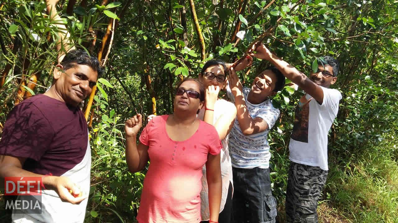Les Bundhoo cueillent et dégustent les goyaves sur place.