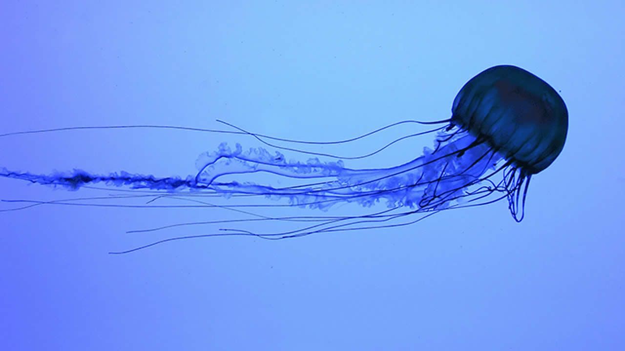 meduses