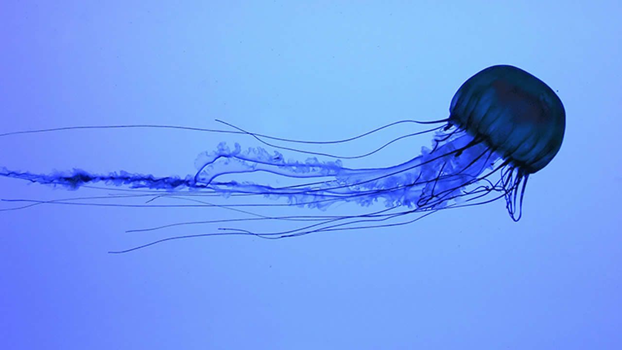 Après le littoral Nord : les méduses se propagent à d’autres plages 