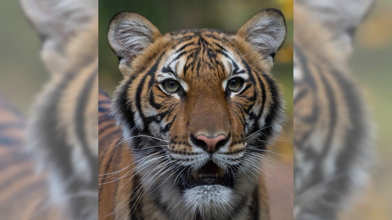 Un tigre  d un zoo  de New York test  positif au coronavirus 