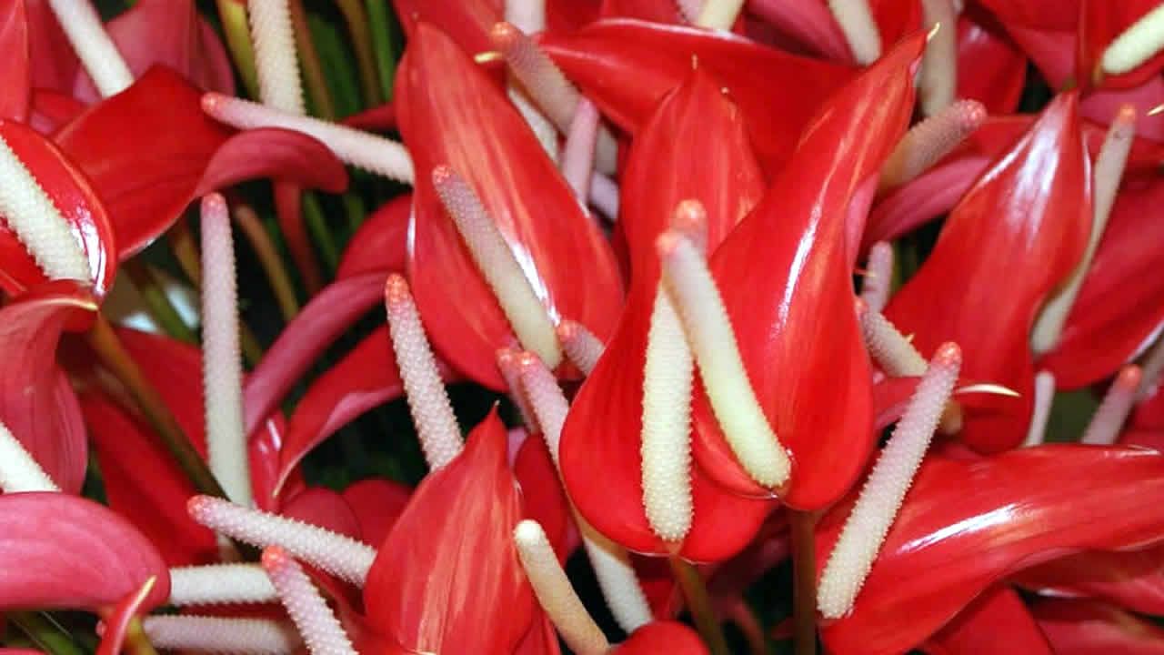 anthuriums