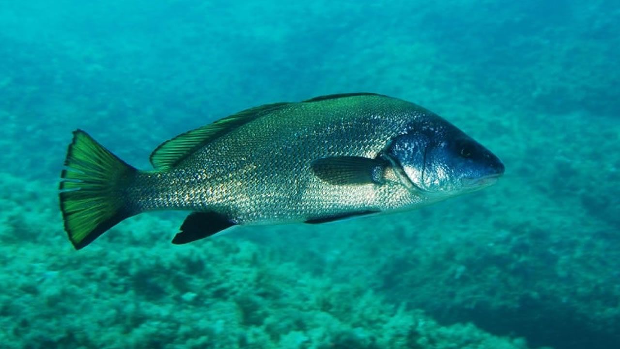 Présence des poissons l’ombrine et barr : des pêcheurs inquiets