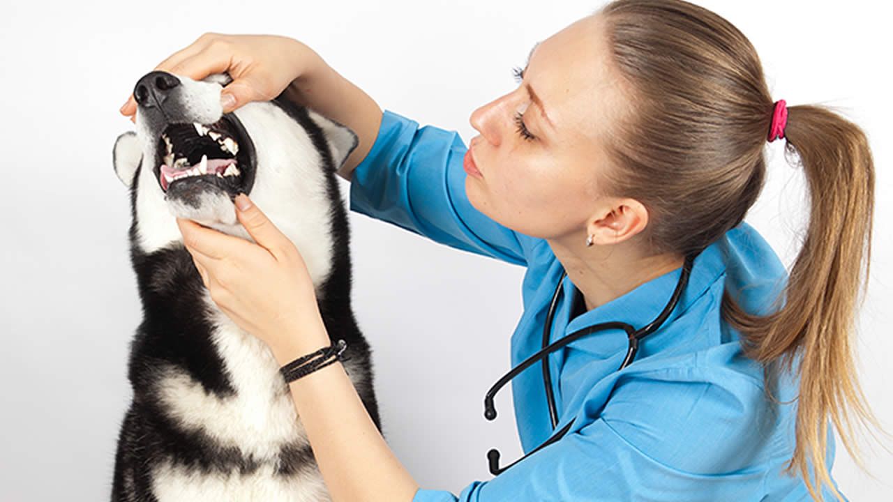 Le détartrage pour les dents du chien  Defimedia