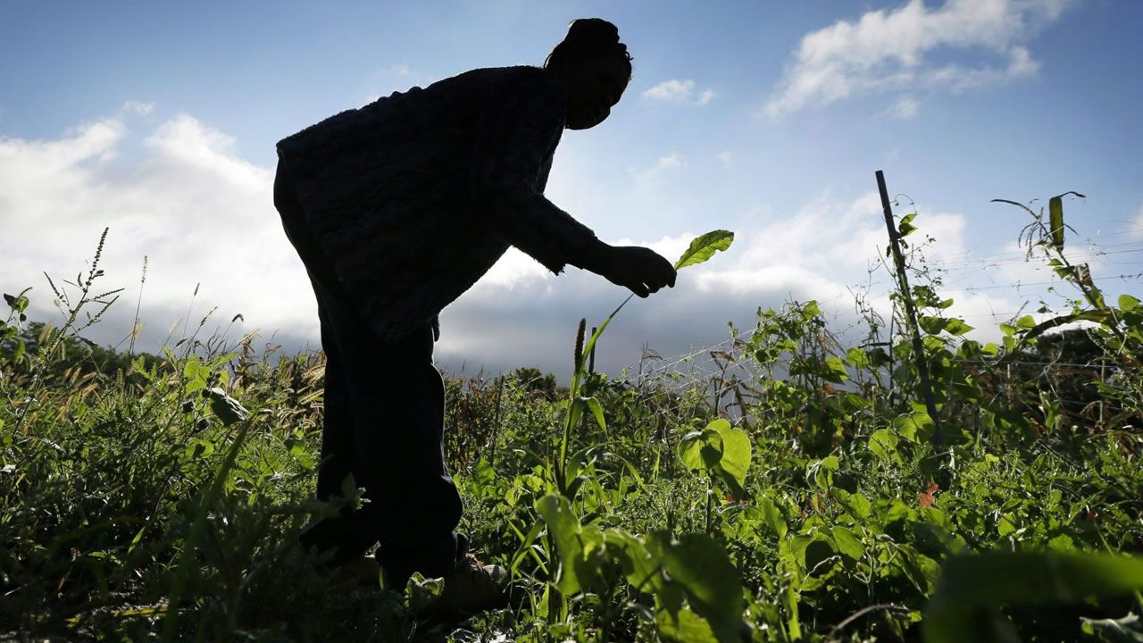 Agriculture