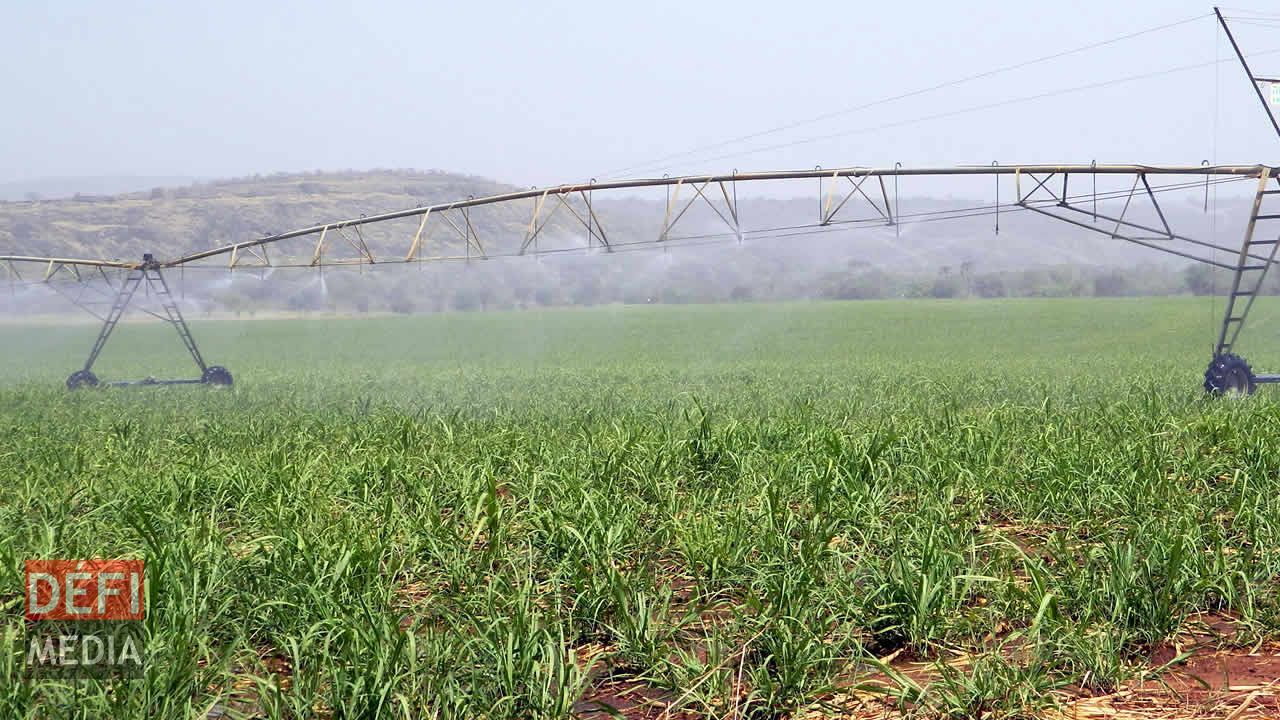 irrigation