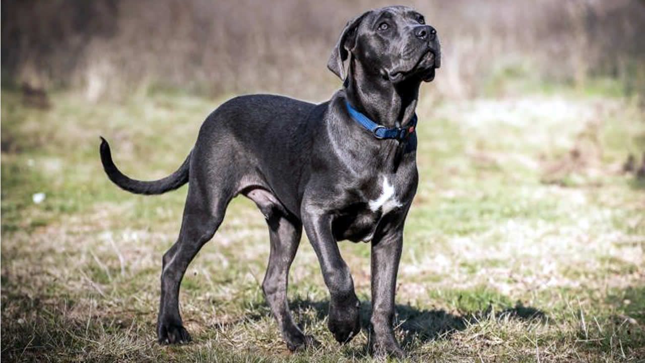 Cane Corso