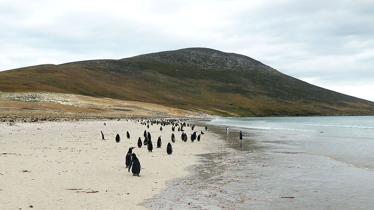 Îles Malouines