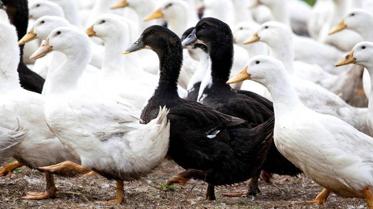 canard